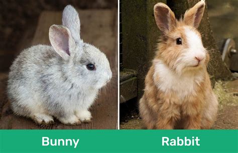 bunny and rabbit